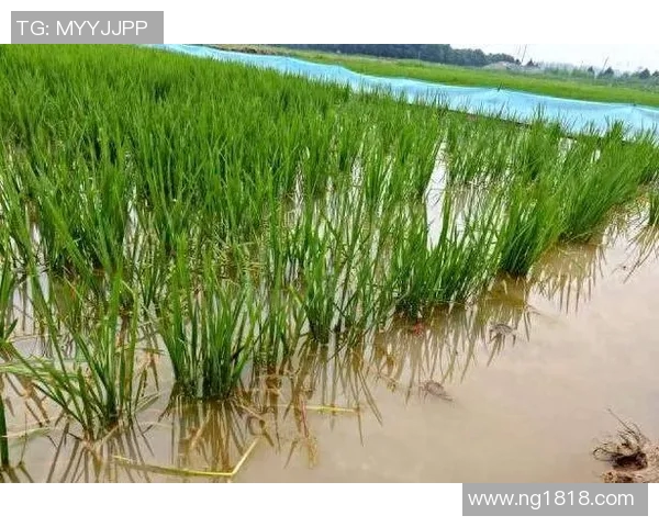 大米种植技术创新与生态环境可持续发展的融合探索